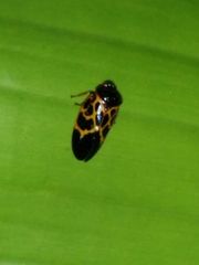 Leptataspis rotundata