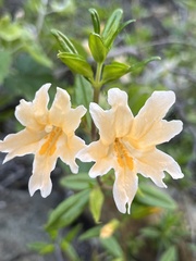 Diplacus grandiflorus