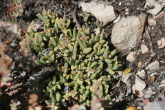 Corpuscularia