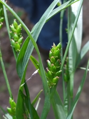 Carex pigra