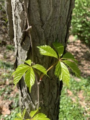 Parthenocissus quinquefolia