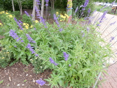 Salvia farinacea