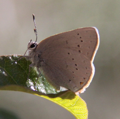 Satyrium sylvinus dryope