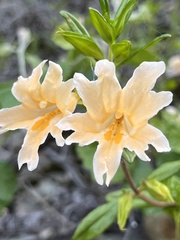 Diplacus grandiflorus