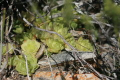 Haworthia cymbiformis