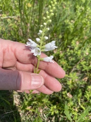 Physostegia angustifolia