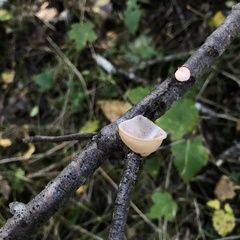 Aleurodiscus vitellinus