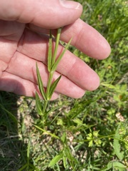 Physostegia angustifolia