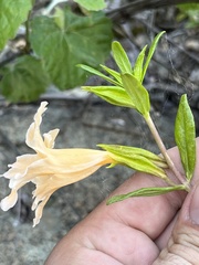 Diplacus grandiflorus