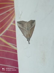 Hypena lividalis