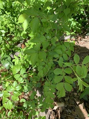 Rosa multiflora