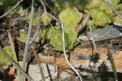 Haworthia cymbiformis