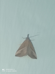 Hypena lividalis