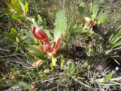 Protea foliosa