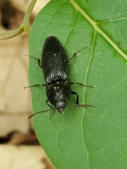 Neopristilophus