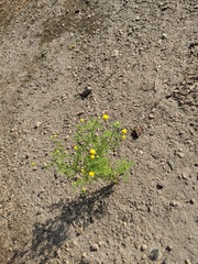 Oncosiphon pilulifer