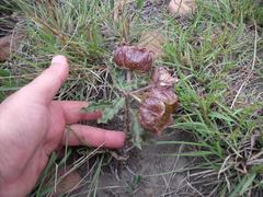 Pachycarpus grandiflorus