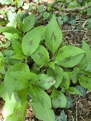 Persicaria virginiana