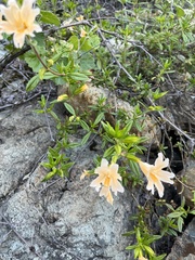 Diplacus grandiflorus