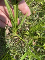 Physostegia angustifolia
