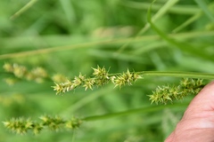 Carex stipata