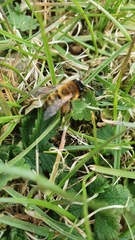 Andrena nigroaenea