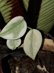 Peperomia nitida
