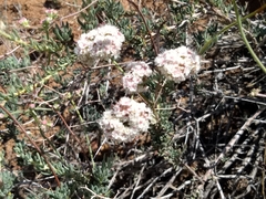 Eriogonum arborescens