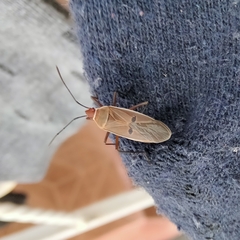 Dysdercus bimaculatus