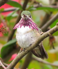 Calliope Hummingbird photo 5
