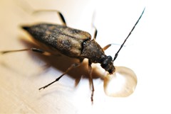 Etorofus obliteratus