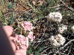 Eriogonum arborescens