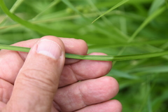 Carex stipata