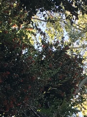 Sephanoides sephaniodes