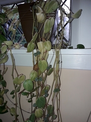 Peperomia nitida