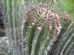 Euphorbia polygona