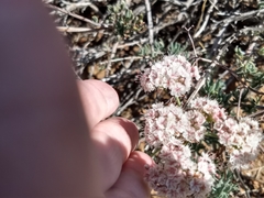 Eriogonum arborescens