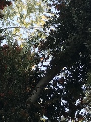 Sephanoides sephaniodes