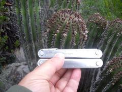 Euphorbia polygona