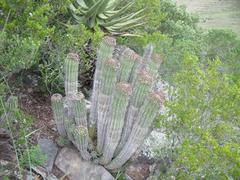 Euphorbia polygona