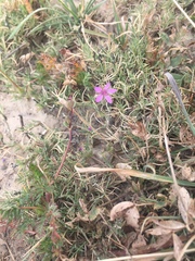 Erodium