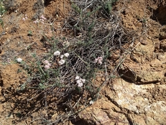 Eriogonum arborescens