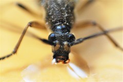 Etorofus obliteratus