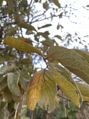 Combretum zeyheri