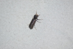 Amphicerus