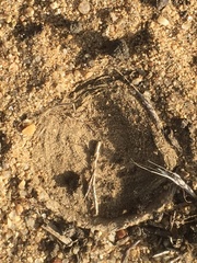 Bothriocyrtum californicum