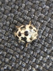 Psyllobora picta