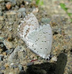 Celastrina asheri