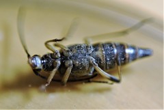 Etorofus obliteratus