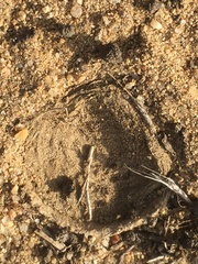 Bothriocyrtum californicum
